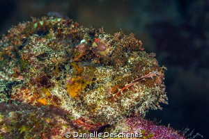 Stone fish by Danielle Deschenes 